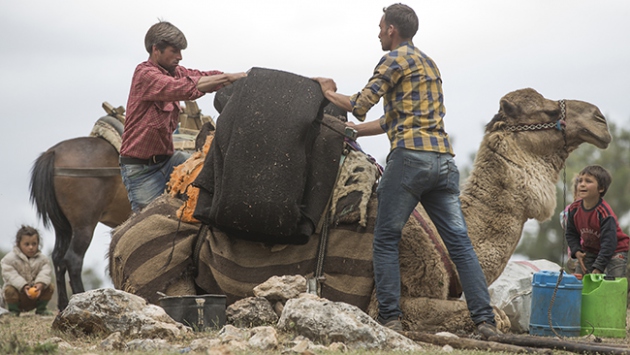 Loading the camel with the tent fabric, Sarıkeçili Turkmens, Mersin, Western Turkey , 2015