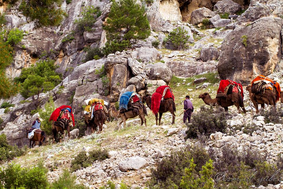 Anatolian Turkmens migrating to winter camps, Taurus Mountains, Turkey, 2016