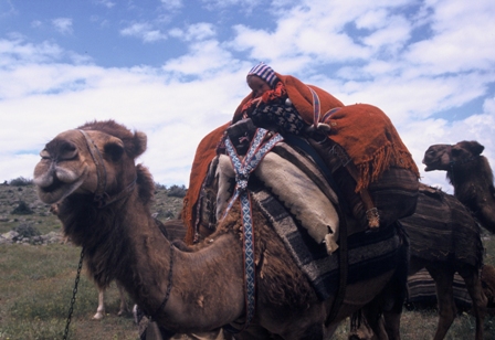 Camel carrying the two symetric nomadic sac, the bedding pile and perdeh textile covering the load. Sarıkeçili Turkmens, Mersin, Southern Turkey