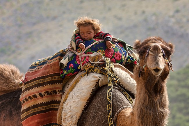 A sarıkeçili baby sellping during the autumn migration, 2016 Mut/Mersin