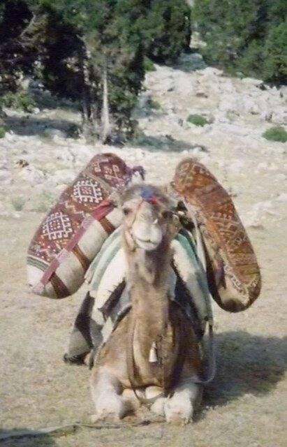 The positionnin of nomadic sacks on the camel, Sarıkeçili Turkmens, Mersin area, Southern Turkey