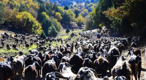 Anatolian Turkmen nomads migrating to winter quarters with their flocks Karakeçili tribe Ushak, 2019