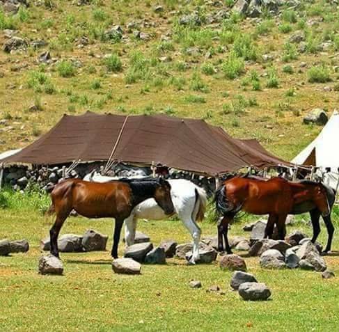 Beritan Tribe, in a pasture on Şarafettin Mountains Bingöl, Eastern Turkey