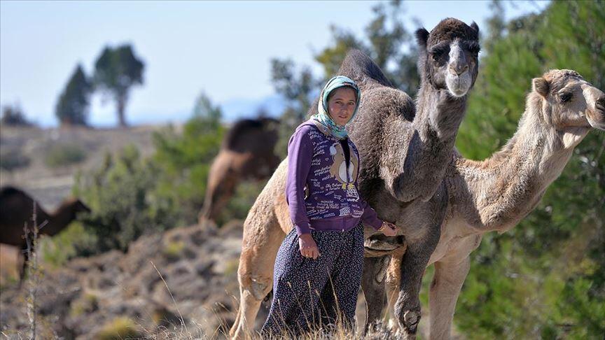 An Anatolan Turkmen nomad girl with her camels, Mersin Southern Turkey, 2020