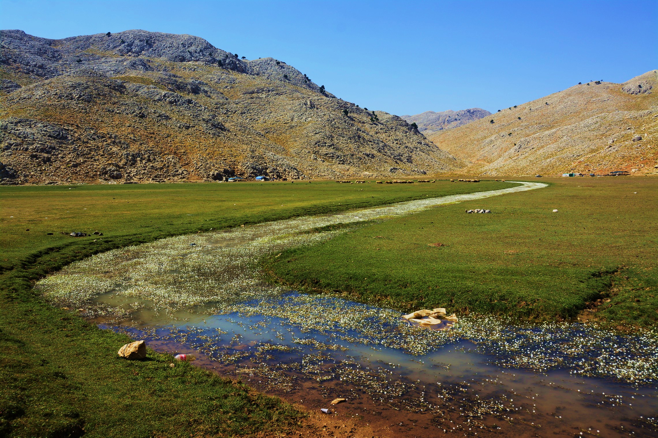 Pastures above 2000 meters covered with alpine graze suitable to feed sheep and goat herds