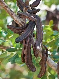 Carob