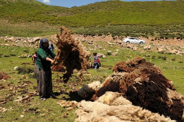 The fleeces are exposed to the sunlight, the sweat and urine of the sheep dries out. Beritan encampment Eastern Turkey