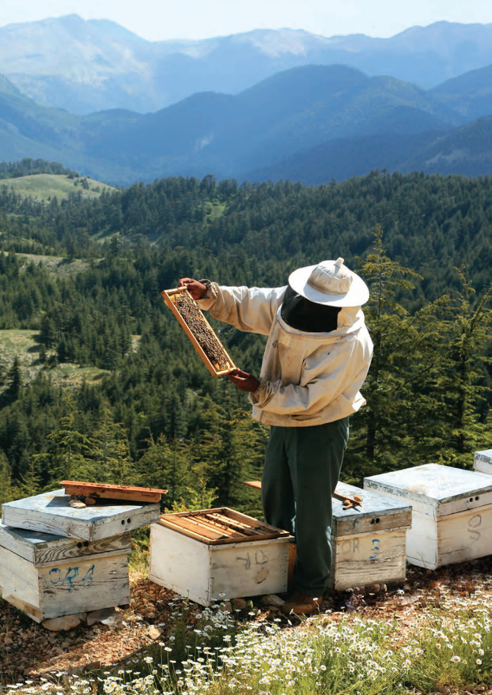 Pine honey is a true health source