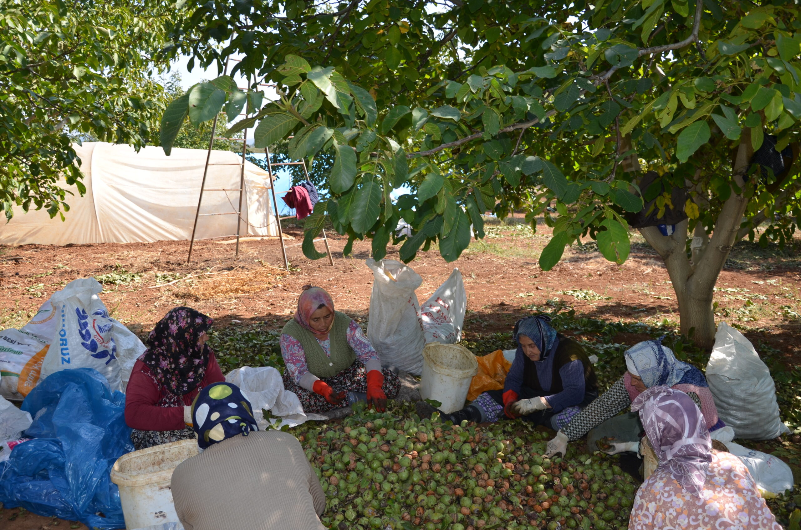 Walnut harvest, Gömbe, Antalya, South Western Turkey, 2016