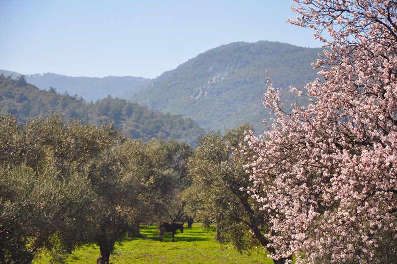Aegean valley with mountains surrounded, Western Turkey