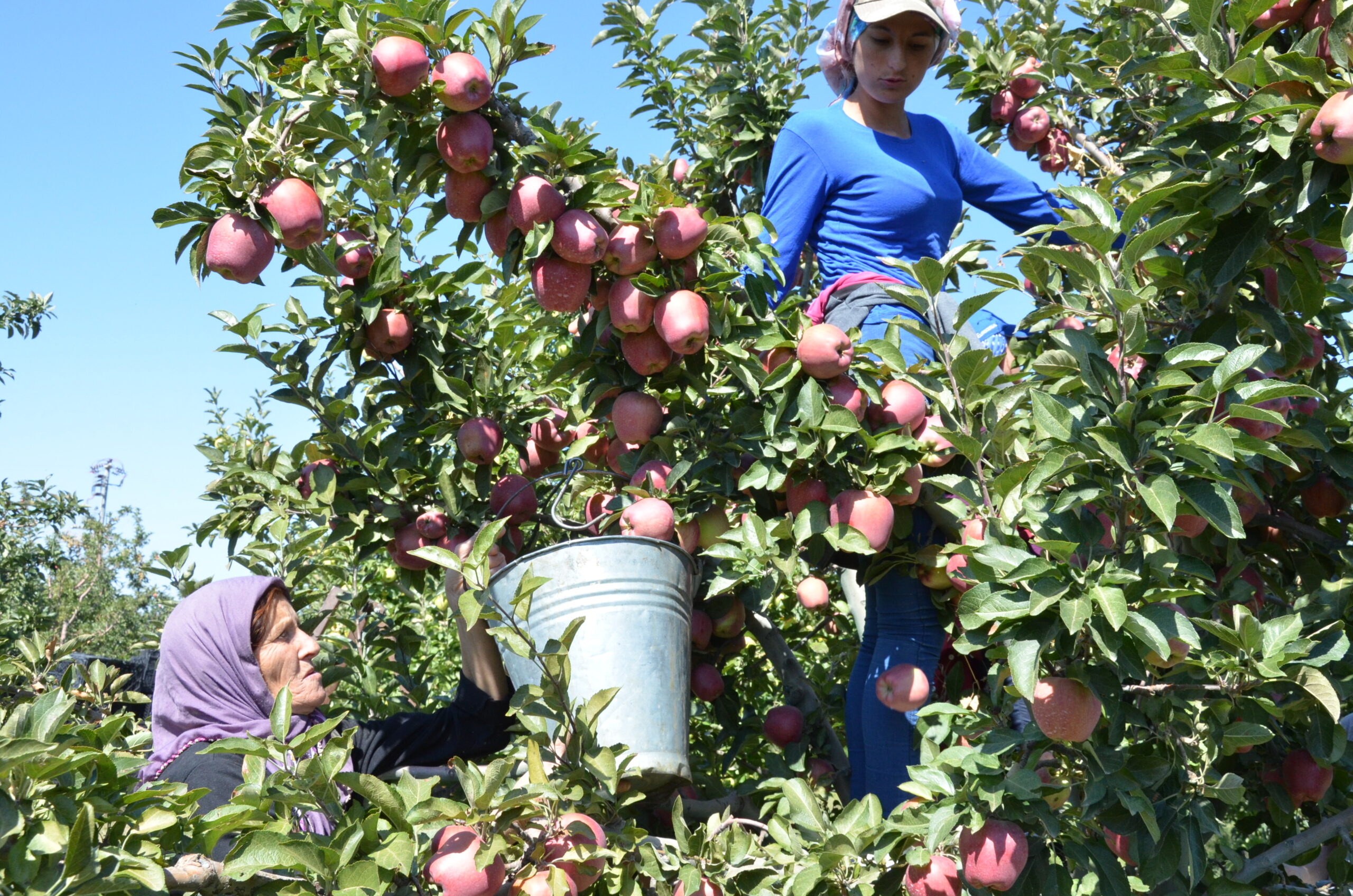 The harvest of the famous apples of the high lands in Western Taurus Mountains, Antalya, South Western Turkey, 2019