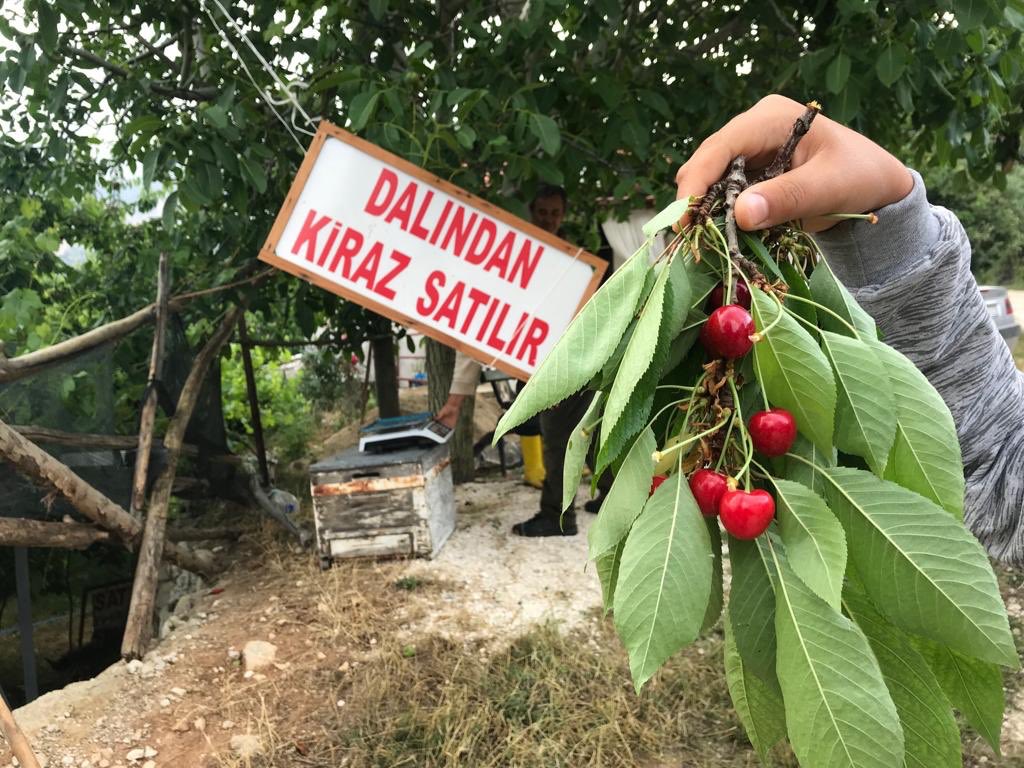 "Cherry sales from the branch" Gömbe, Antalya South Western Turkey 2018
