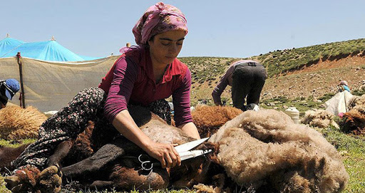 Beritan Kudish tribeswoman shears the wool. Mus, Eastern Turkey
