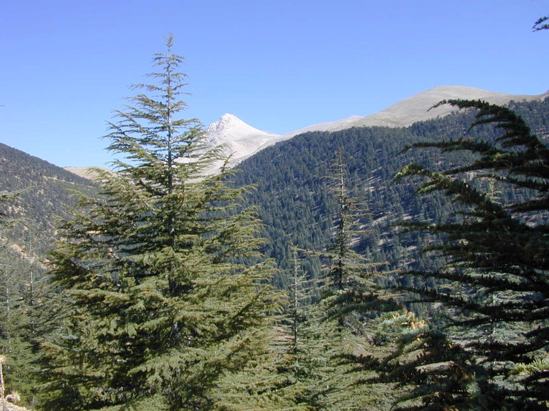 Cedar and Juniper covered mountains between 1600 and 2000 meters of altitude