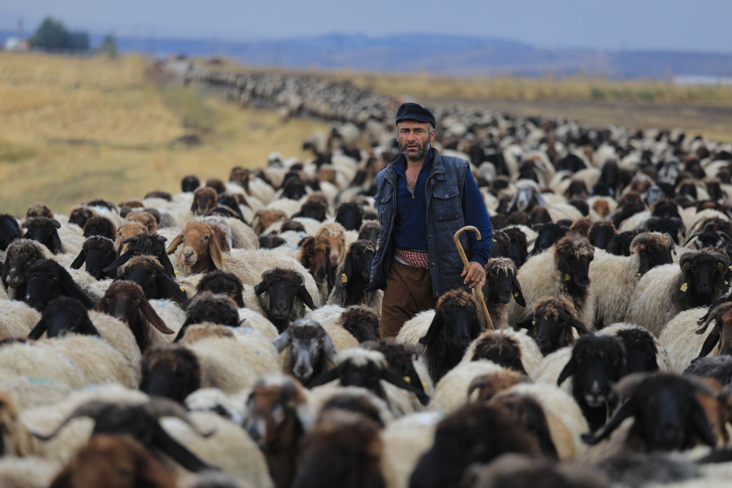 A Kurdish nomad man with some thousands of sheep belonging to his family
