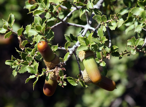 Holm Oak bush a very suitable wood to make fire