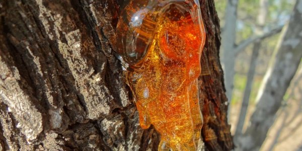 Pine resin which is antiseptic for the open wounds