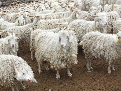 Angora goats from which the angora hair is taken to weave Sof fabric