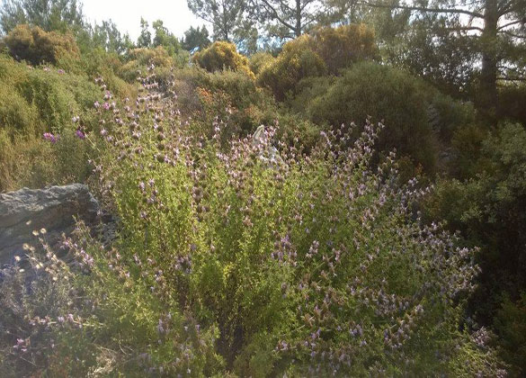 Thyme bush, a real stomach doctor