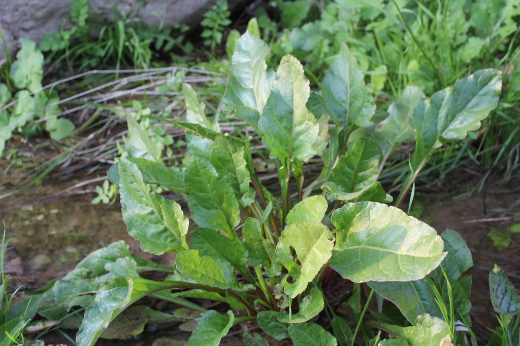 wild chard
