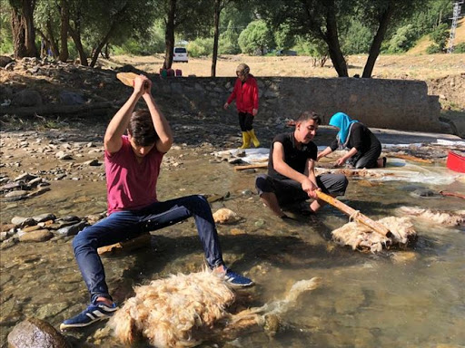 The wool fleece s washed by beating it with sticks